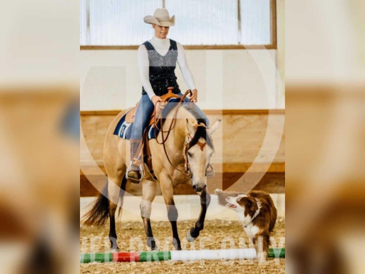 American Quarter Horse Mare 4 years 14,3 hh Buckskin in Buchenberg