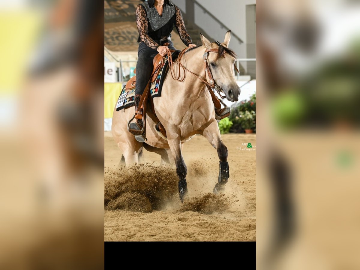 American Quarter Horse Mare 4 years 14,3 hh Buckskin in Buchenberg