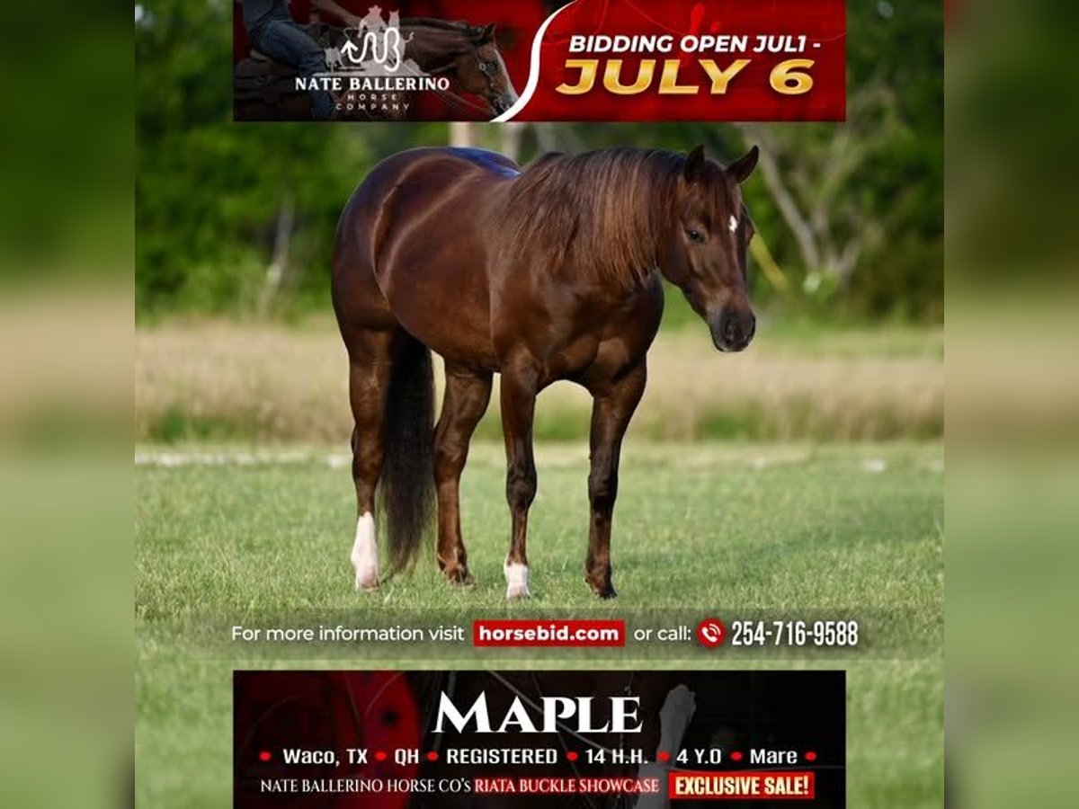 American Quarter Horse Mare 4 years 14 hh Chestnut in Waco
