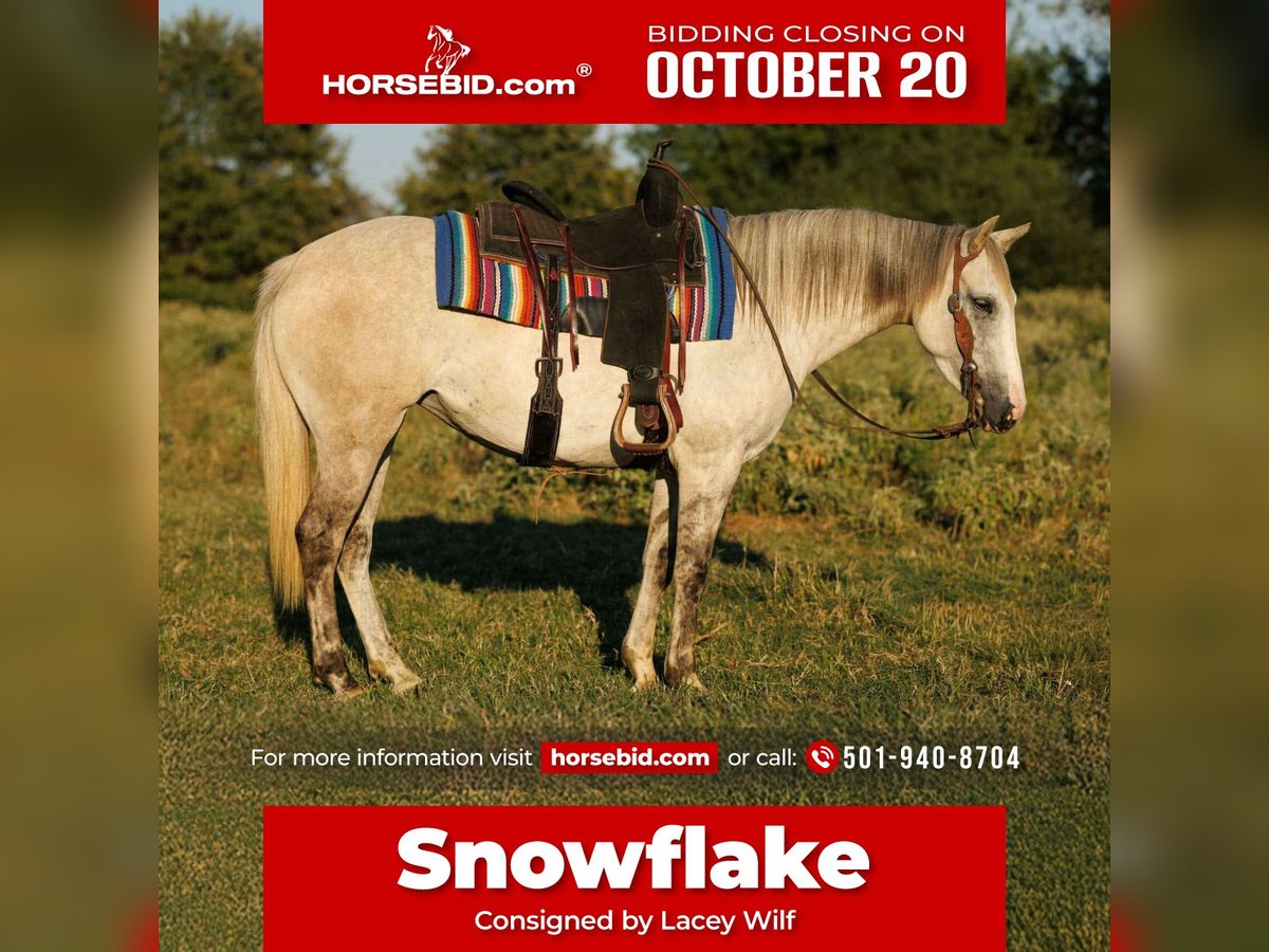 American Quarter Horse Mare 4 years 14 hh Grey in Quitman