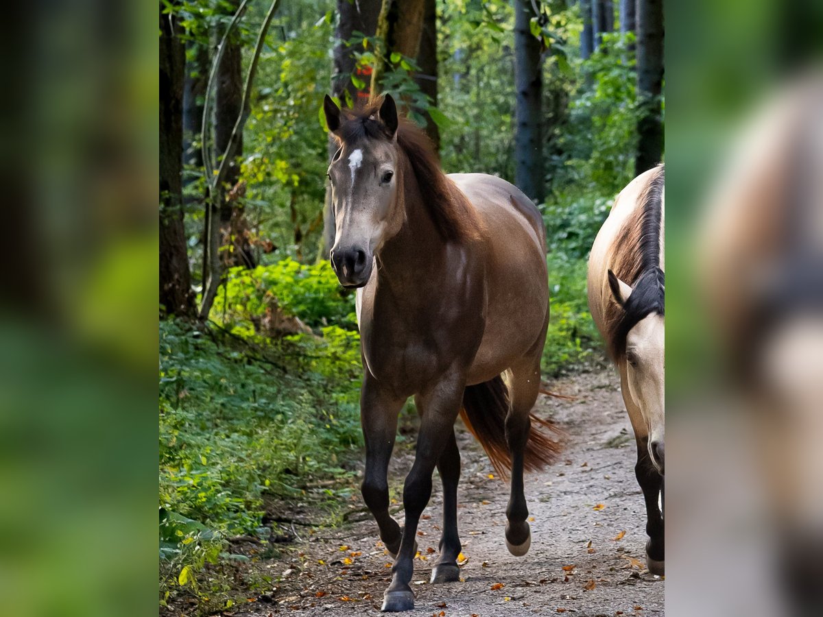 American Quarter Horse Mare 4 years 14,2 hh Buckskin in Bergheim