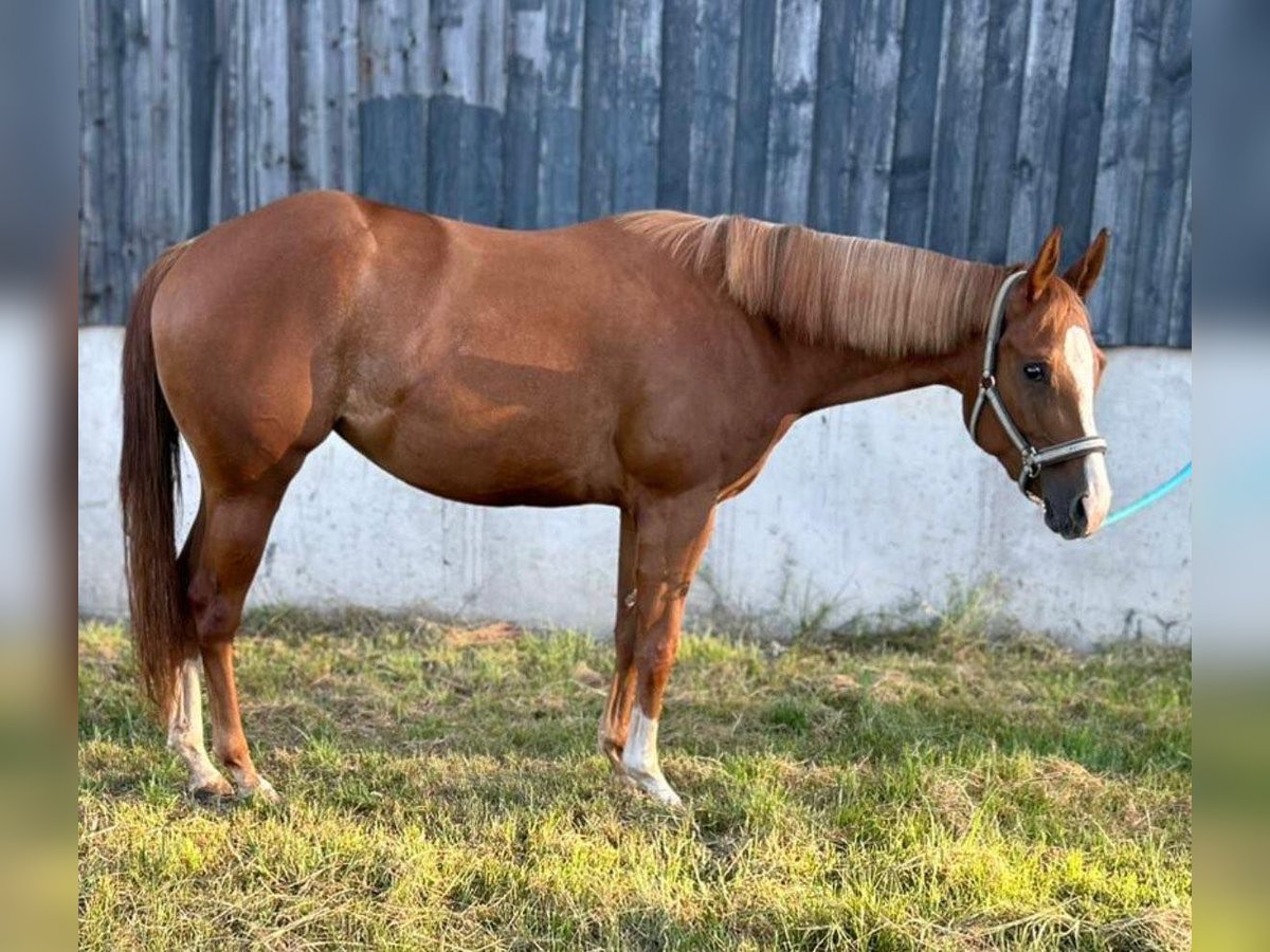 American Quarter Horse Mare 4 years 14,2 hh Chestnut-Red in Kirchendemenreuth