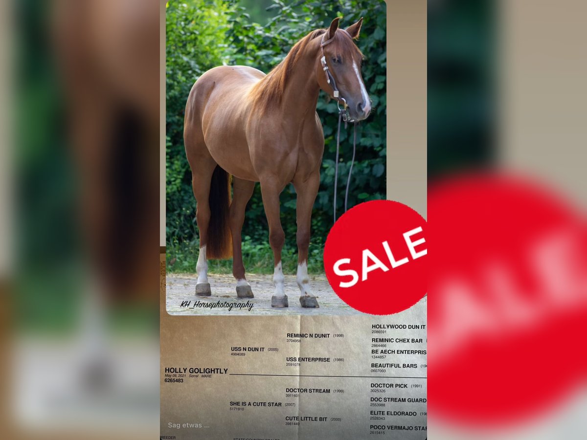 American Quarter Horse Mare 4 years 14,2 hh Chestnut-Red in Nidderau