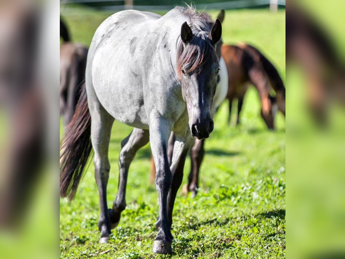 American Quarter Horse Mare 4 years 14,2 hh Grey-Blue-Tan in Oisnitz
