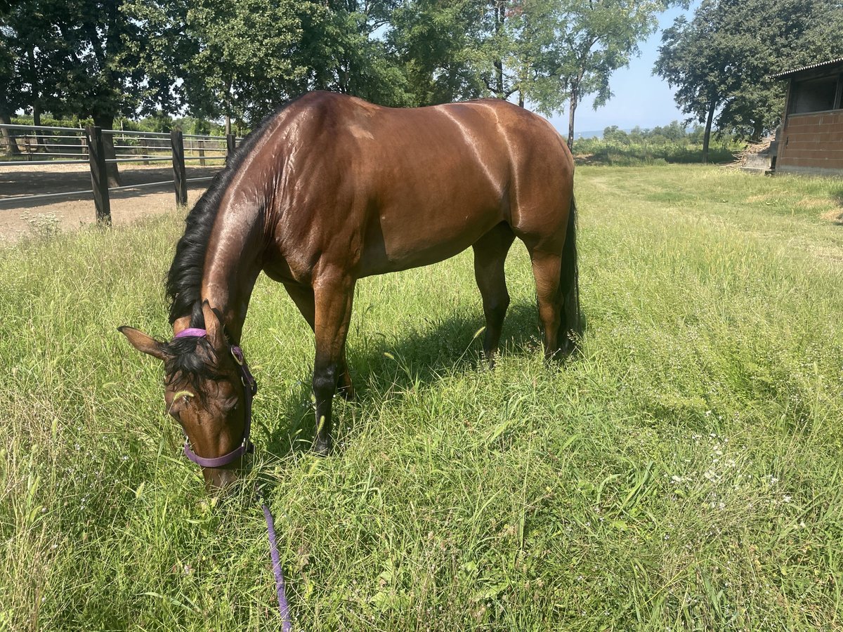 American Quarter Horse Mare 4 years 14,2 hh Red Dun in TREVISO