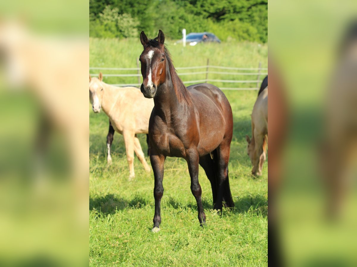 American Quarter Horse Mare 4 years 14,2 hh Roan-Bay in Waldshut-Tiengen