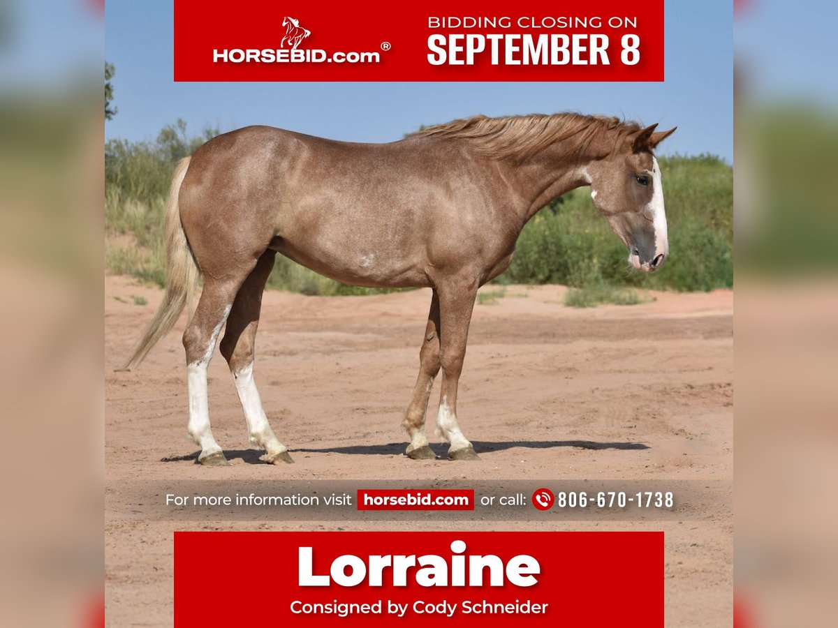 American Quarter Horse Mare 4 years 14,2 hh Roan-Red in Dawn