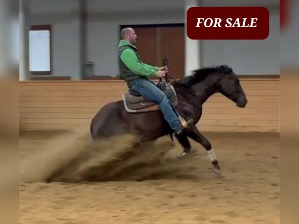 American Quarter Horse Mare 4 years 14,3 hh Chestnut in Weitendorf