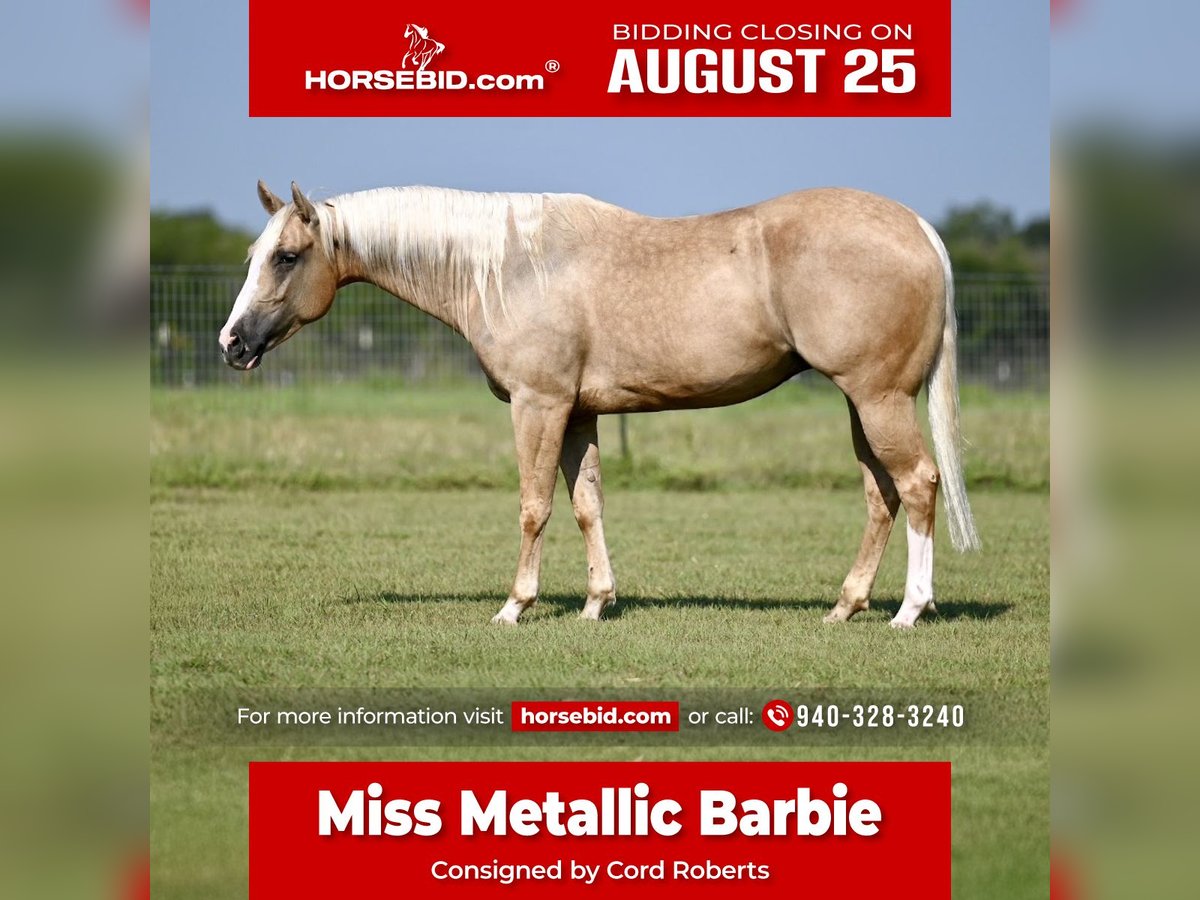 American Quarter Horse Mare 4 years 14,3 hh Palomino in Waco, TX