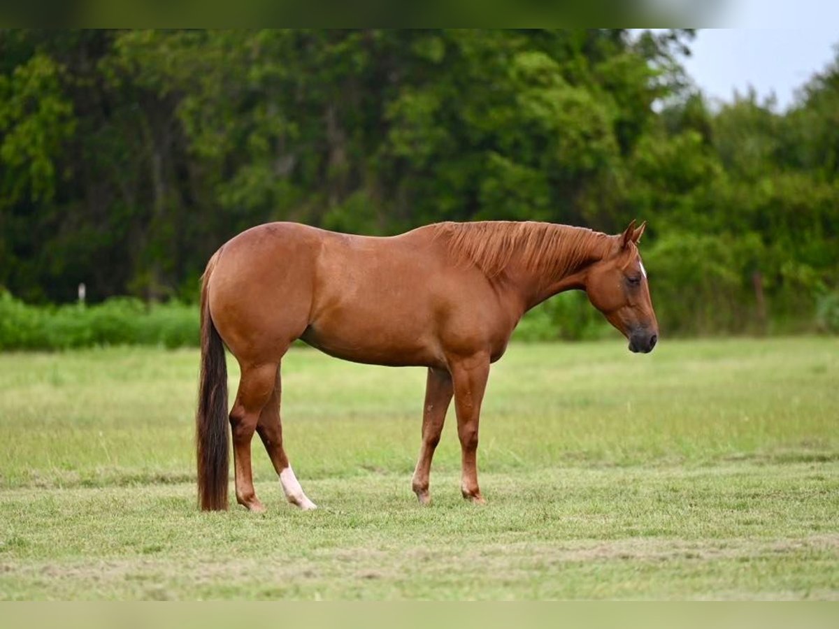 American Quarter Horse Mare 4 years 14,3 hh Sorrel in Waco, TX