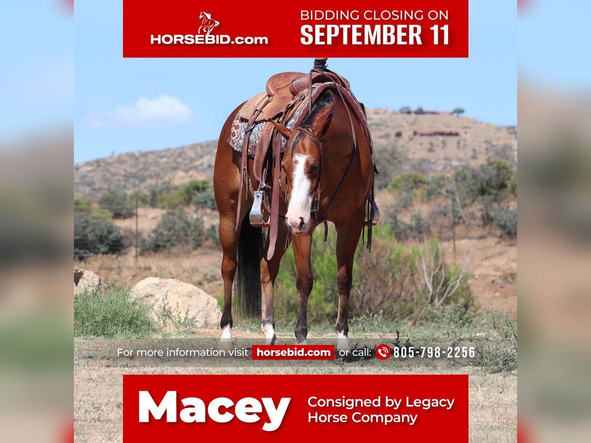 American Quarter Horse Mare 4 years 15 hh Bay in Dewey, AZ