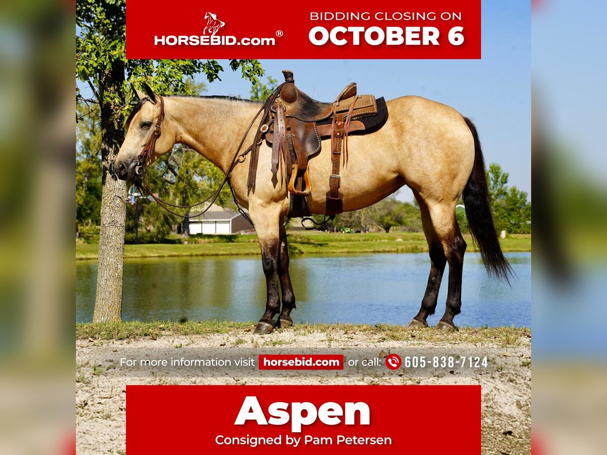American Quarter Horse Mare 4 years 15 hh Buckskin in Corsica