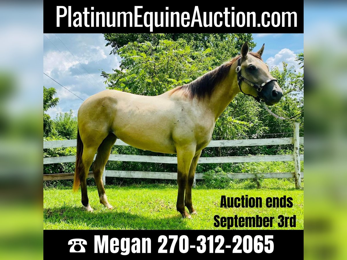 American Quarter Horse Mare 4 years 15 hh Buckskin in GLENDALE, KY