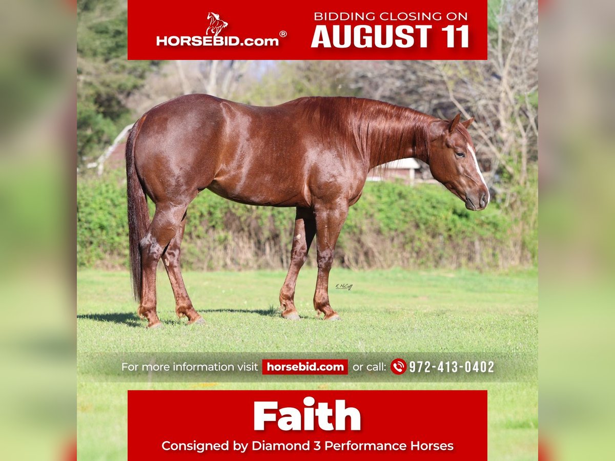 American Quarter Horse Mare 4 years 15 hh Chestnut in Ravenna