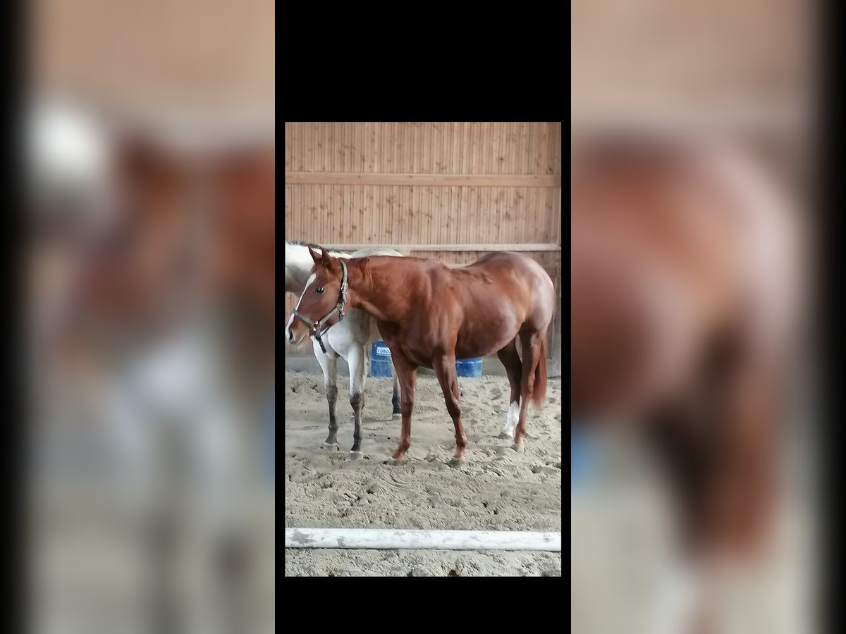 American Quarter Horse Mare 4 years 15 hh Chestnut-Red in Kaufbeuren