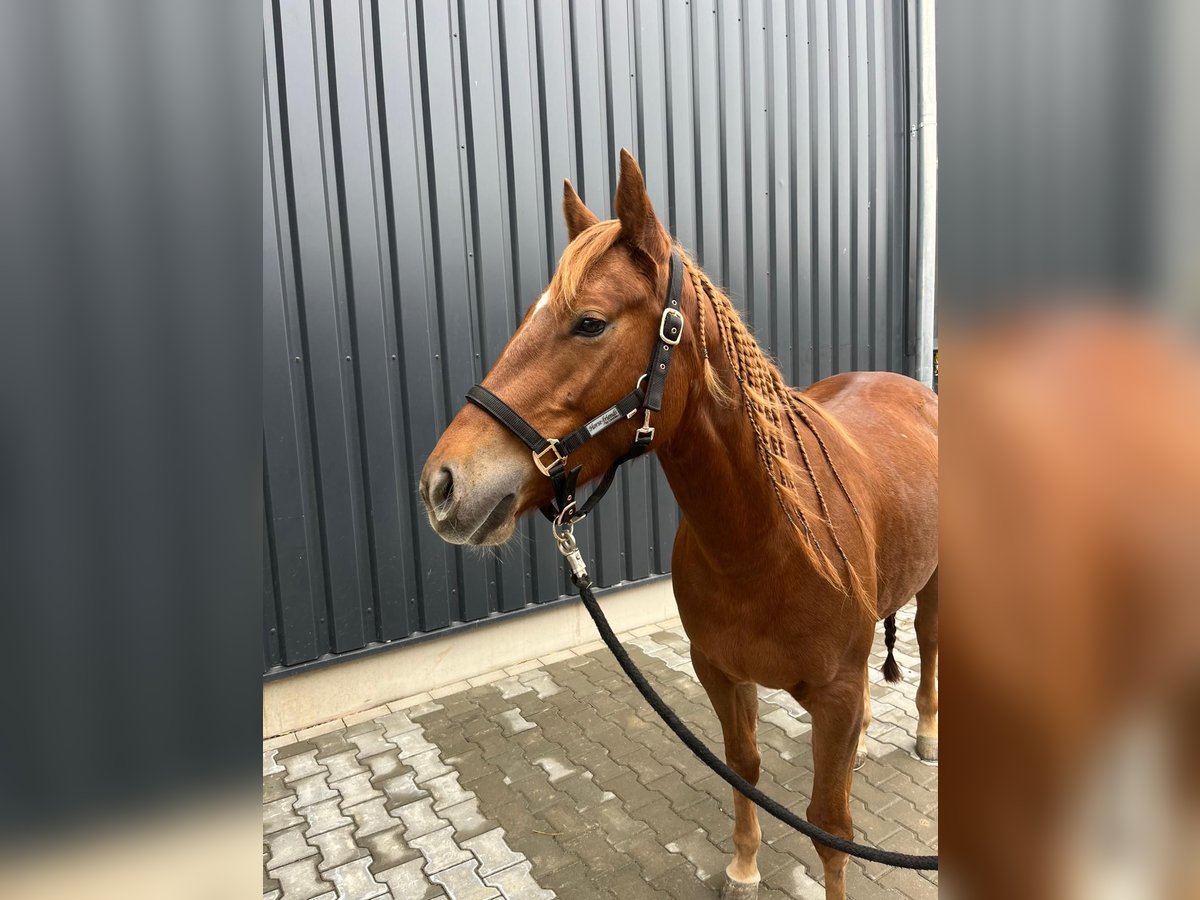 American Quarter Horse Mare 4 years 15 hh Chestnut-Red in Lamspringe