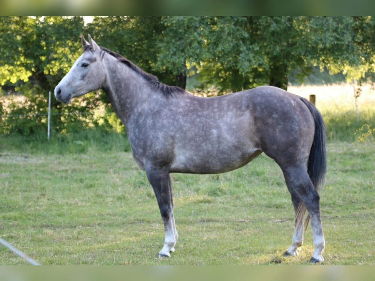 American Quarter Horse Mare 4 years 15 hh Gray in Stuhr
