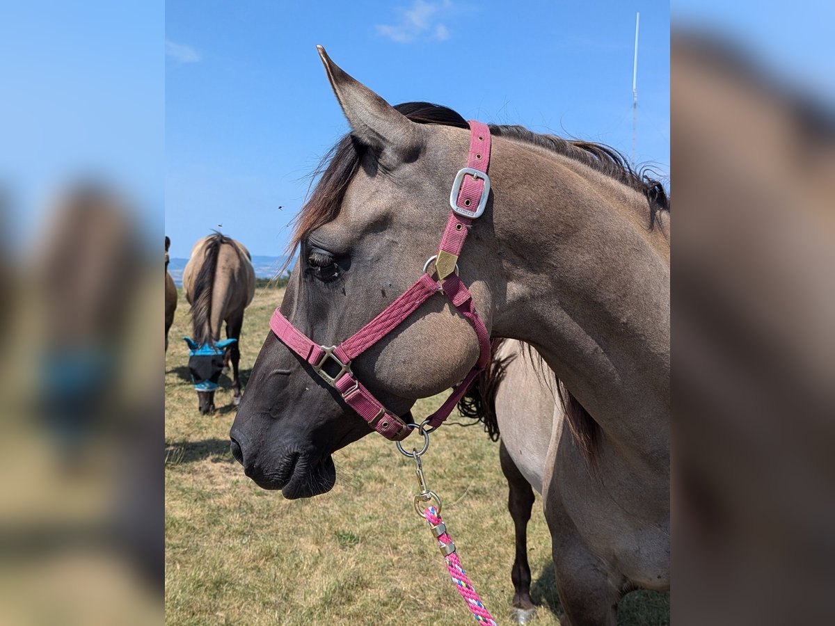 American Quarter Horse Mare 4 years 15 hh Grullo in Esteil