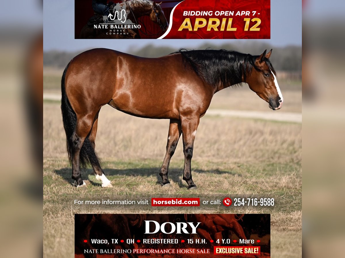 American Quarter Horse Mare 4 years 15 hh in Waco, TX