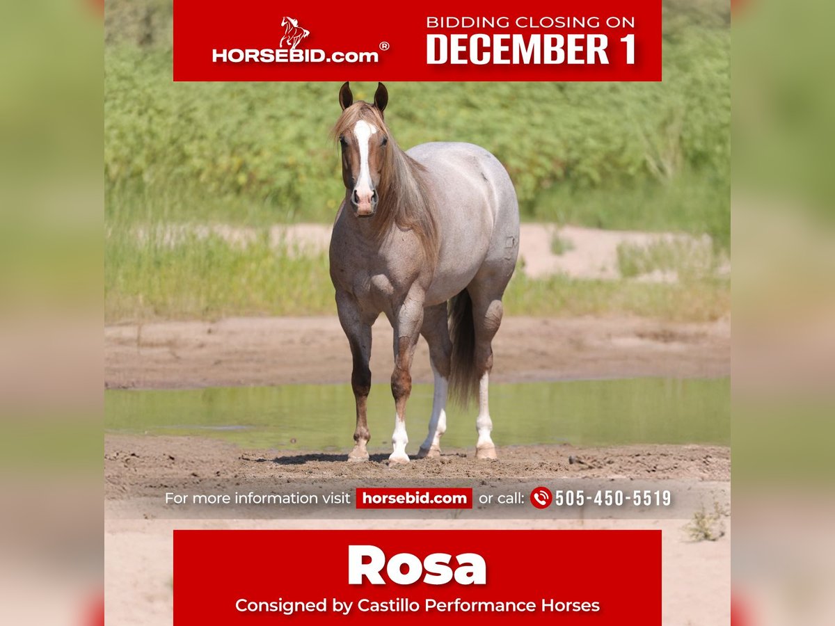 American Quarter Horse Mare 4 years 15 hh Roan-Red in Belen