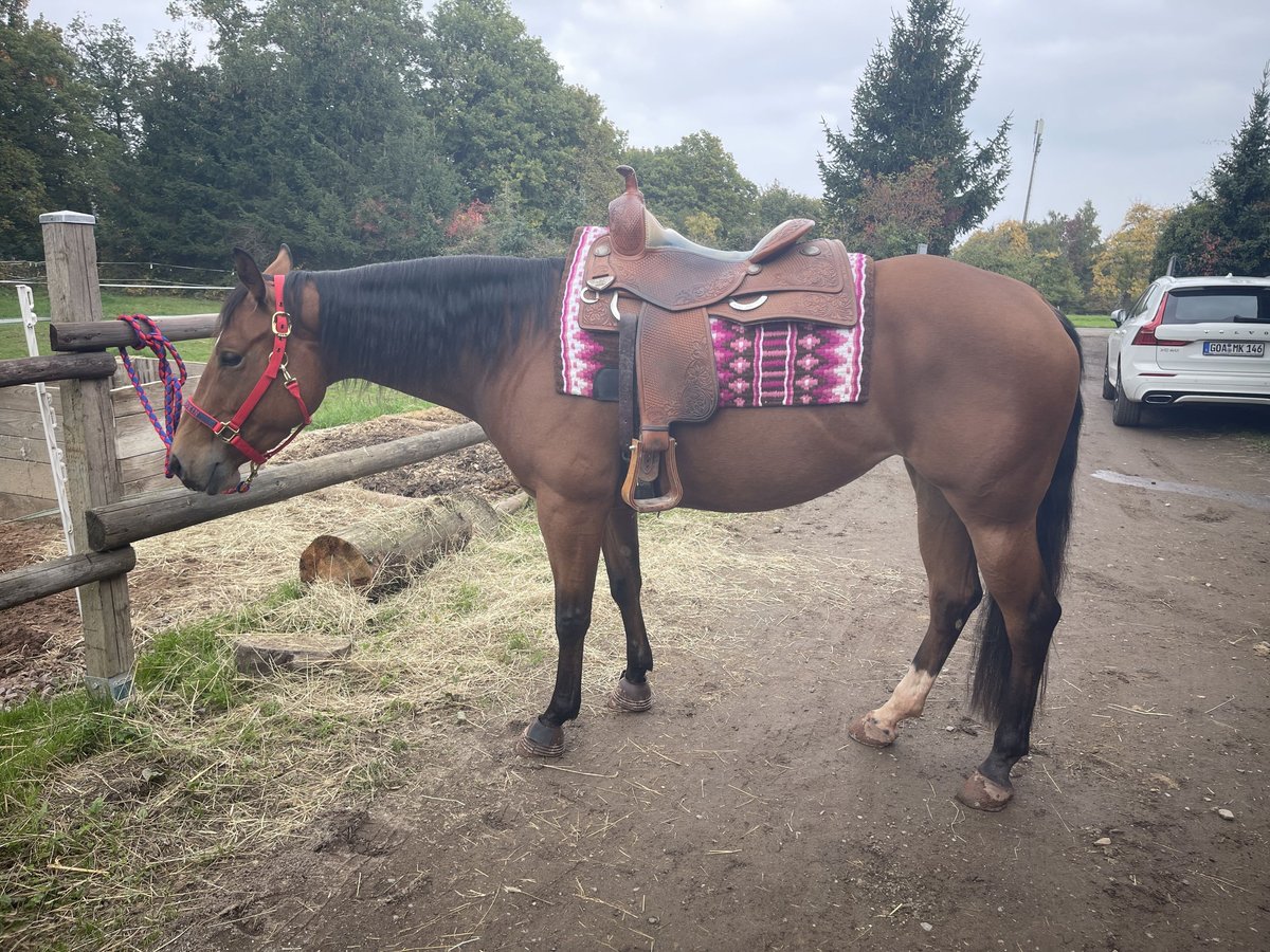 American Quarter Horse Mare 4 years 15,1 hh Brown in Boppard