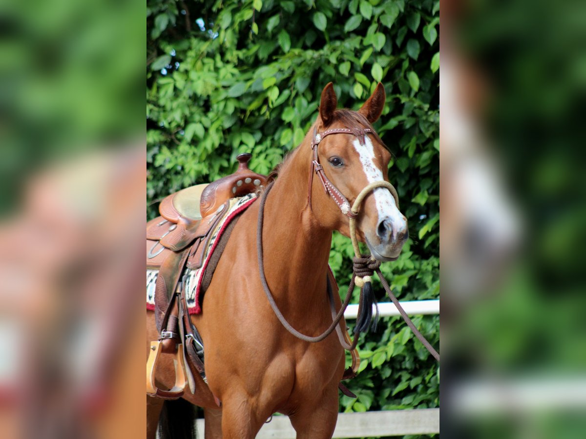 American Quarter Horse Mare 4 years 15,1 hh Chestnut-Red in Stade