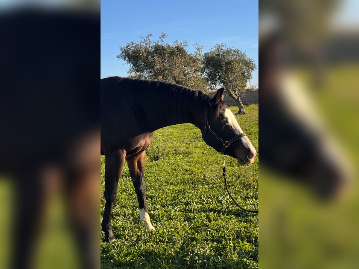 American Quarter Horse Mare 4 years 15,2 hh Bay-Dark in Bari