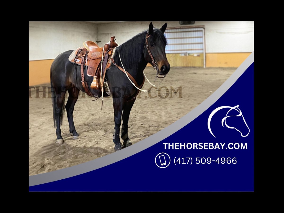 American Quarter Horse Mix Mare 4 years 16,1 hh Bay-Dark in Fraziers Bottom, WV