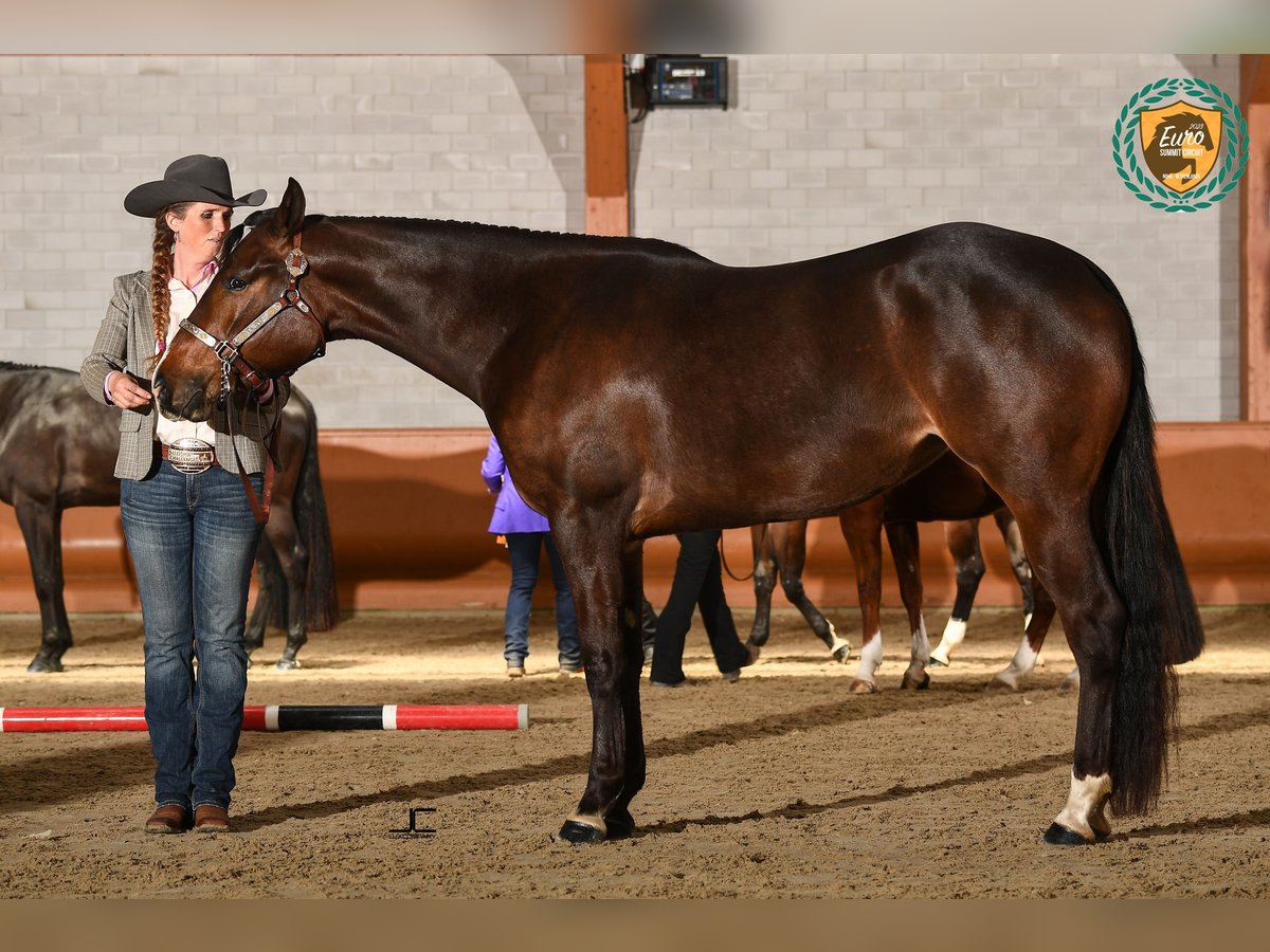 American Quarter Horse Mare 4 years 16 hh Bay-Dark in Sneek