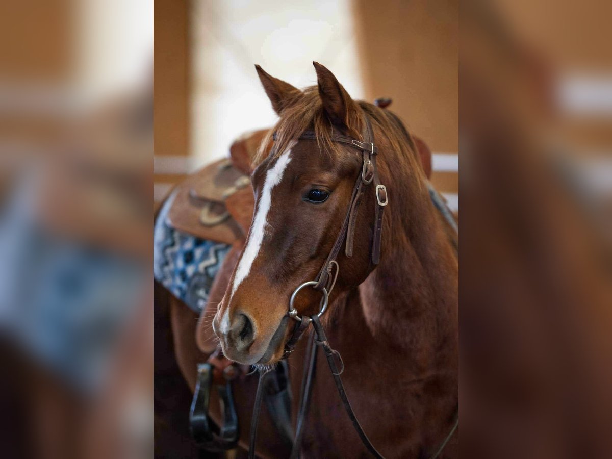 American Quarter Horse Mare 4 years Chestnut in Sangerhausen American Quarter Horse Mare 4 years Chestnut in Sangerhausen