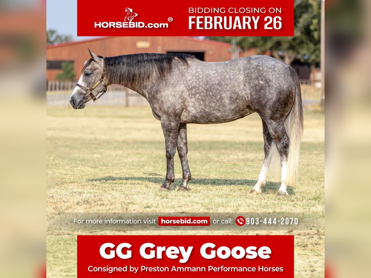 American Quarter Horse Mare 4 years Gray in Gainesville