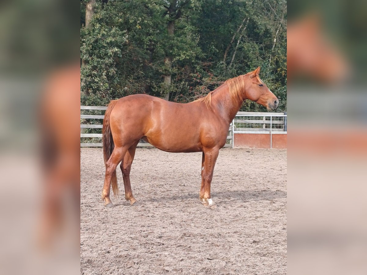 American Quarter Horse Mare 5 years 14,1 hh Chestnut-Red in Oldeberkoop