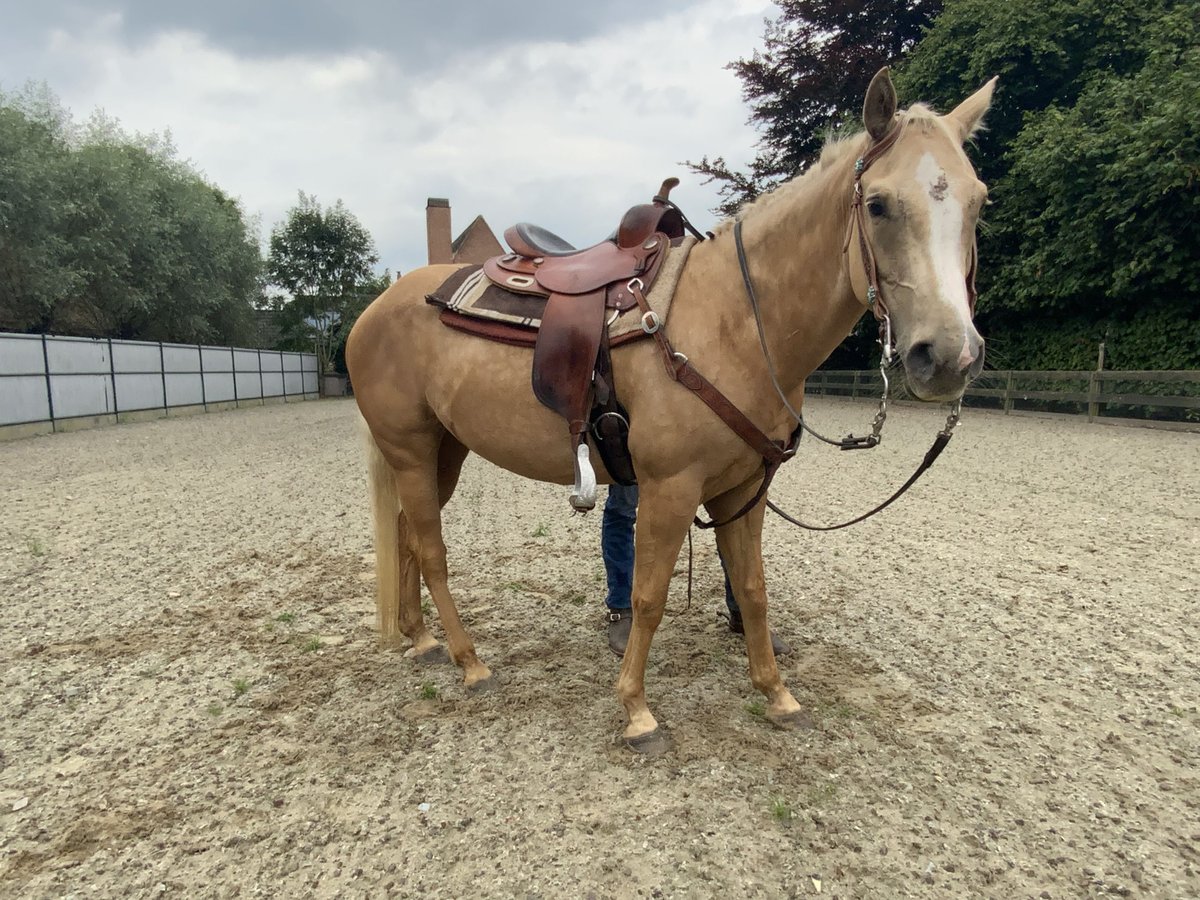 American Quarter Horse Mare 5 years 14,1 hh Palomino in Daknam