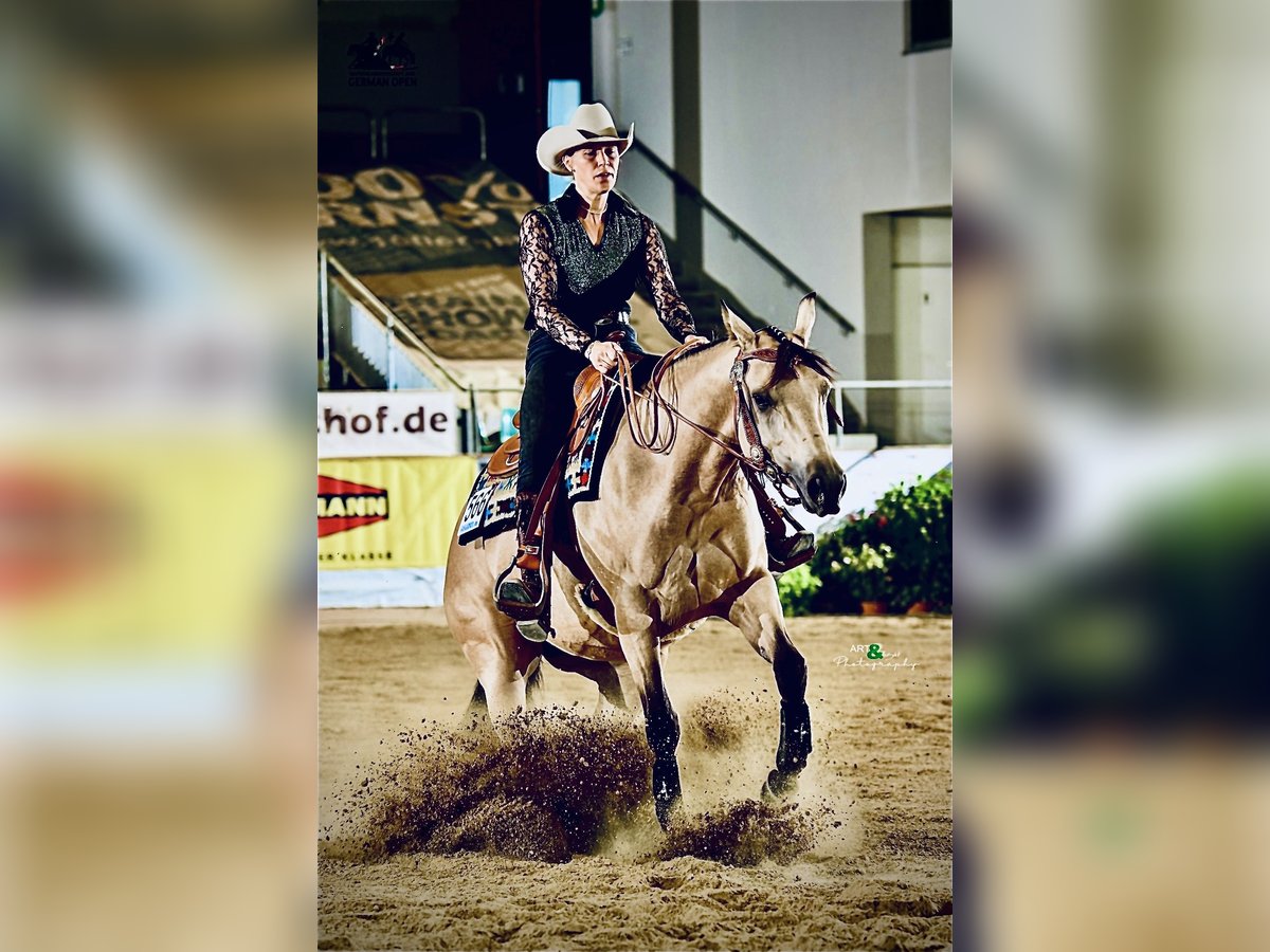 American Quarter Horse Mare 5 years 14,2 hh Buckskin in Buchenberg