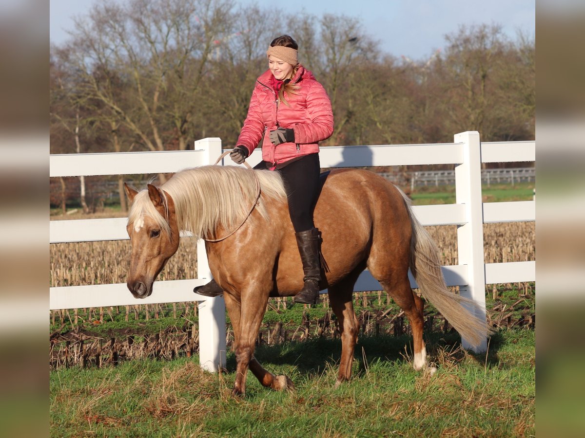 American Quarter Horse Mix Mare 5 years 14,2 hh Palomino in Oberhausen