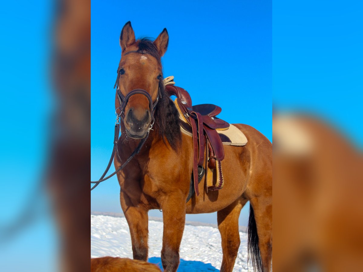 American Quarter Horse Mare 5 years 14,2 hh in Holzgerlingen