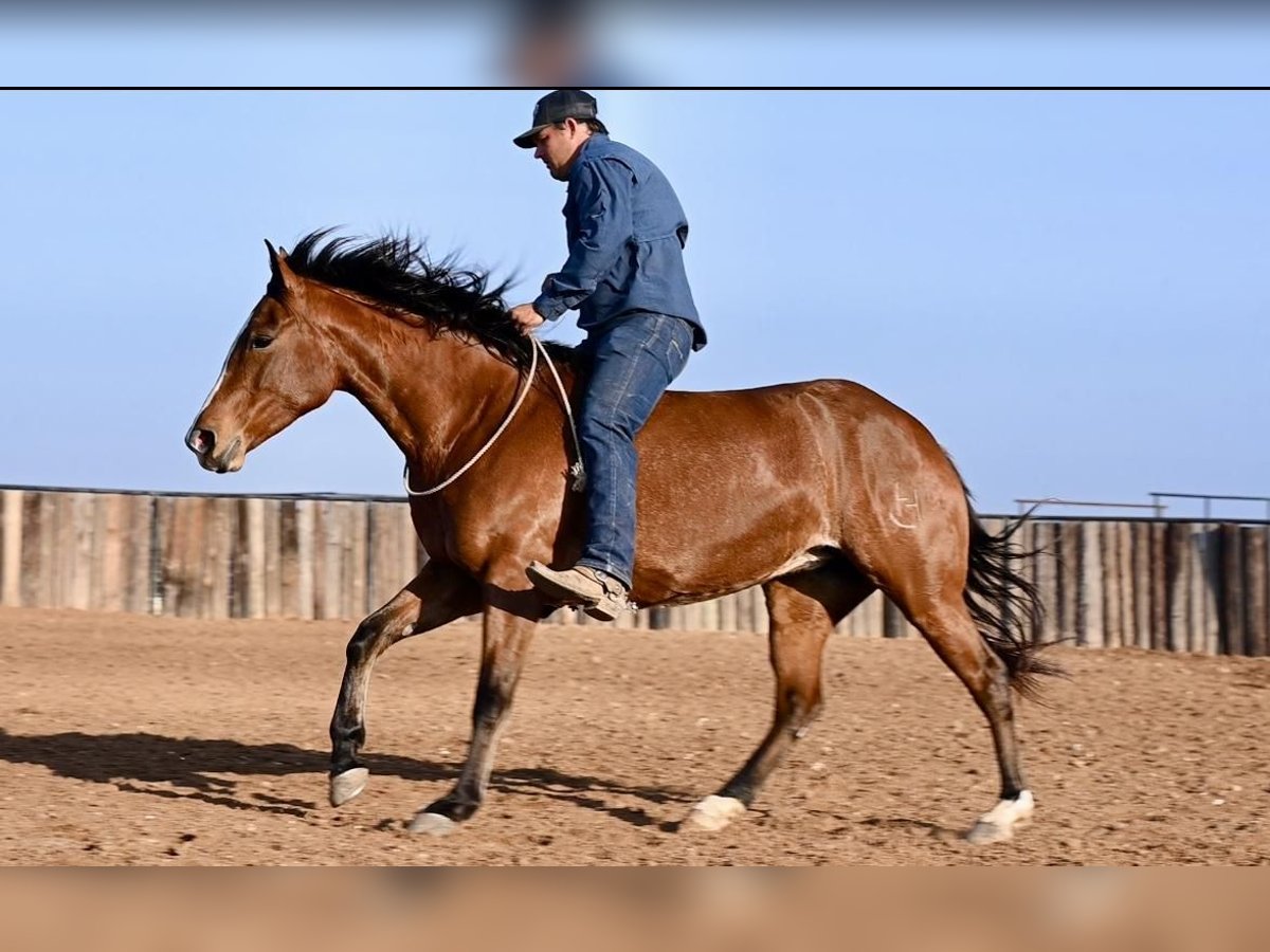 American Quarter Horse Mare 5 years 14,3 hh Bay in Waco, TX