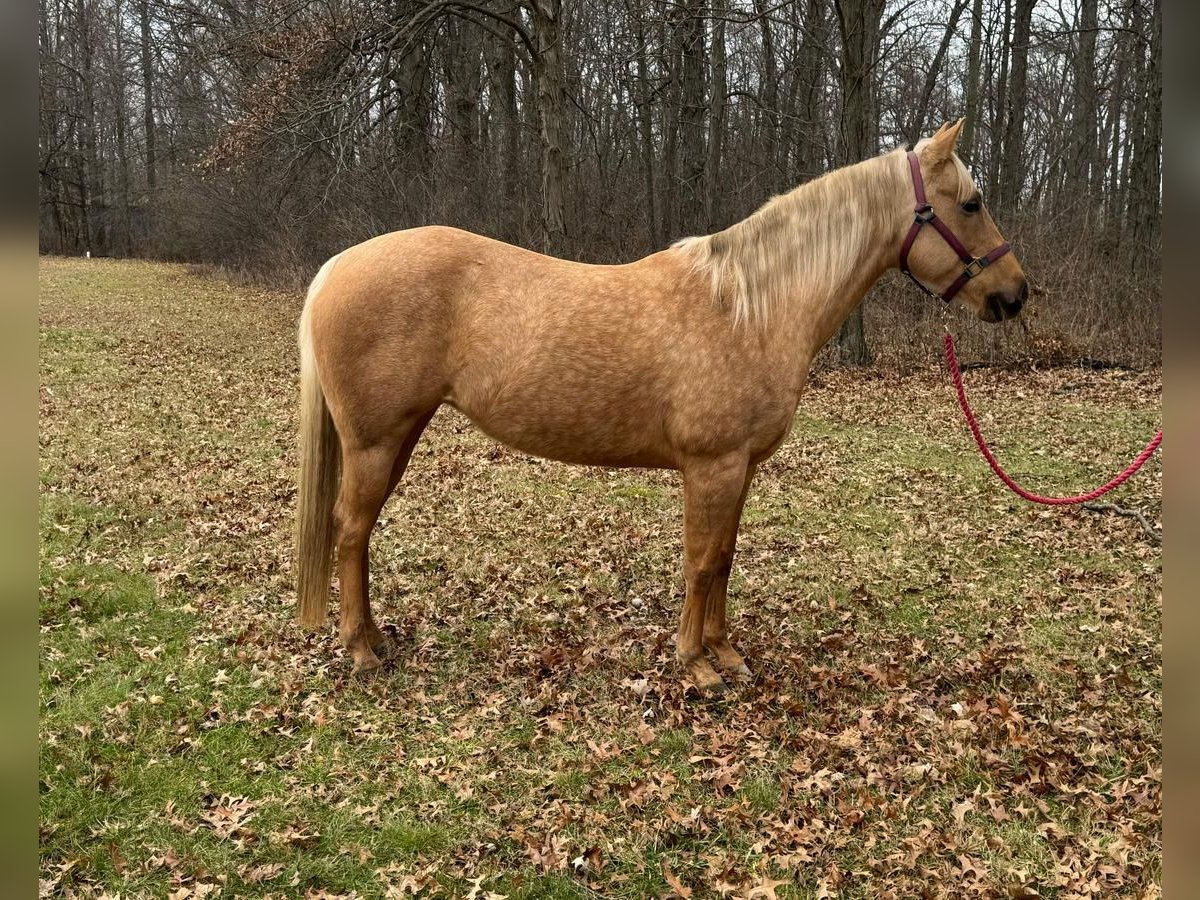 American Quarter Horse Mare 5 years 14,3 hh Palomino in Marysville