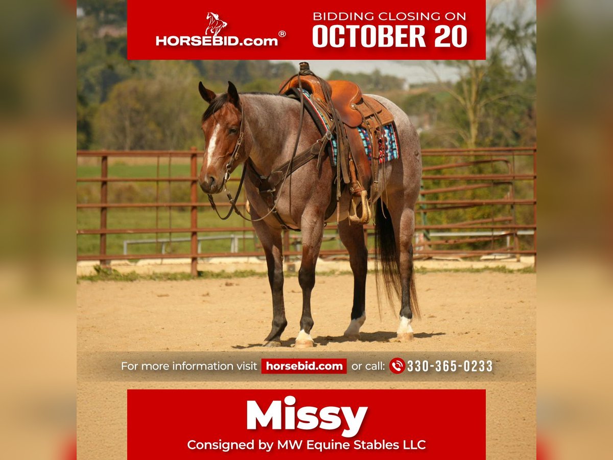 American Quarter Horse Mare 5 years 14,3 hh Roan-Bay in Fresno