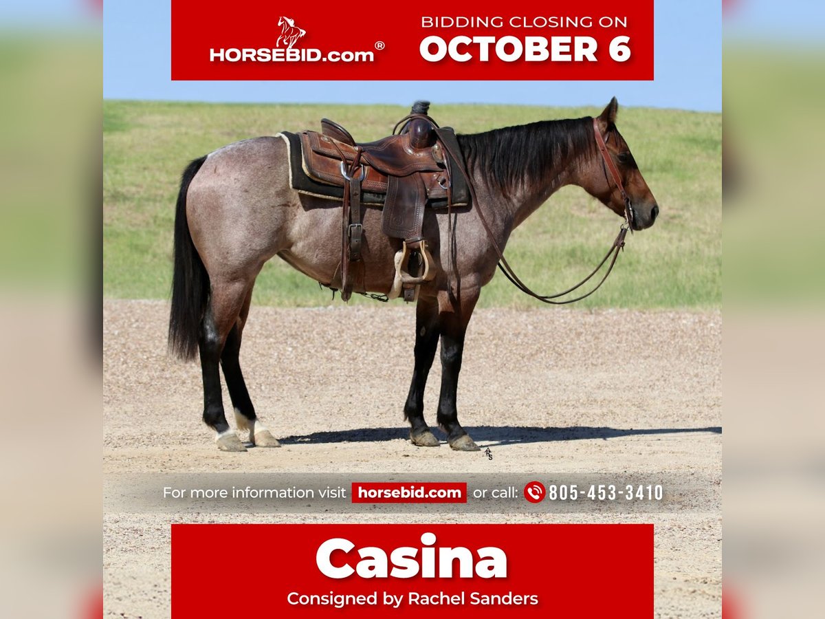 American Quarter Horse Mare 5 years 14 hh Roan-Bay in Decatur