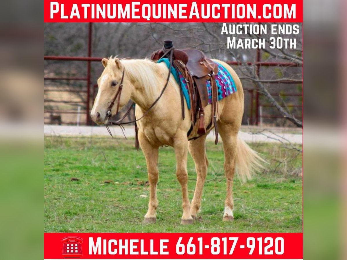 American Quarter Horse Mare 5 years 14,1 hh Palomino in Stephenville TX