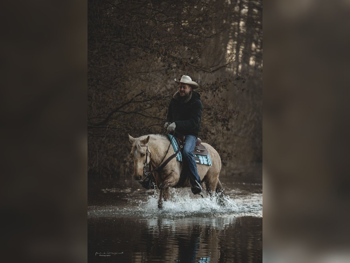 American Quarter Horse Mare 5 years 14,1 hh Palomino in H&#xFC;rth