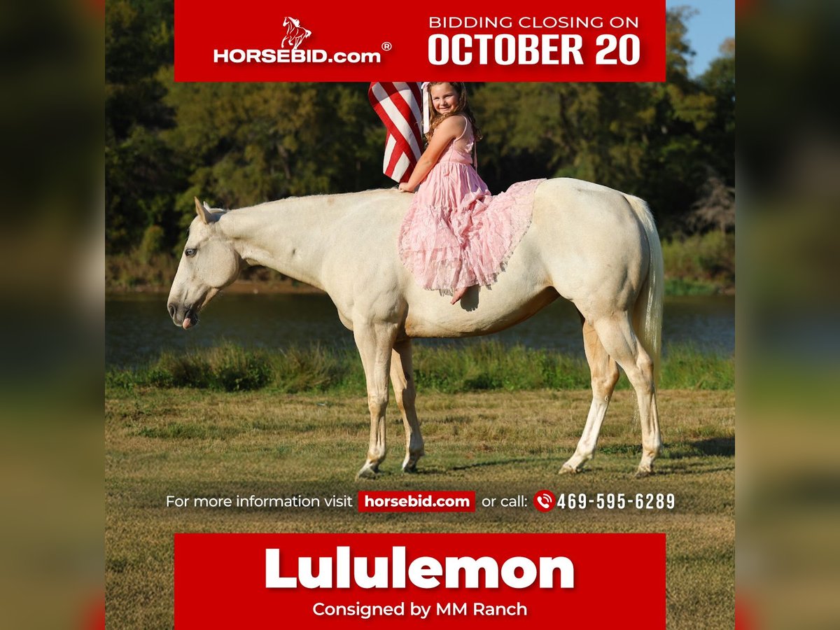American Quarter Horse Mare 5 years 14,2 hh Palomino in Forney