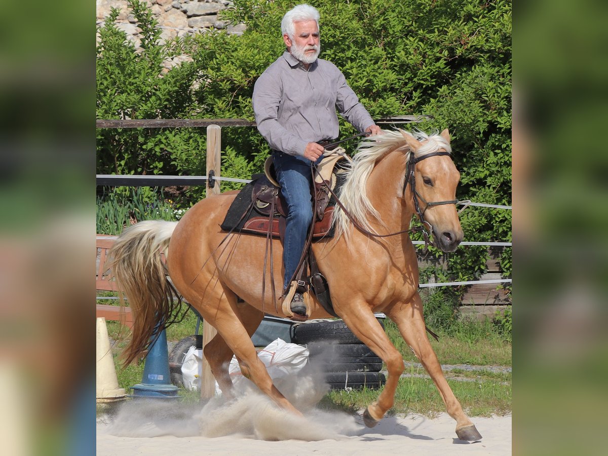 American Quarter Horse Mare 5 years 14,2 hh Palomino in M&#xFC;glitztal