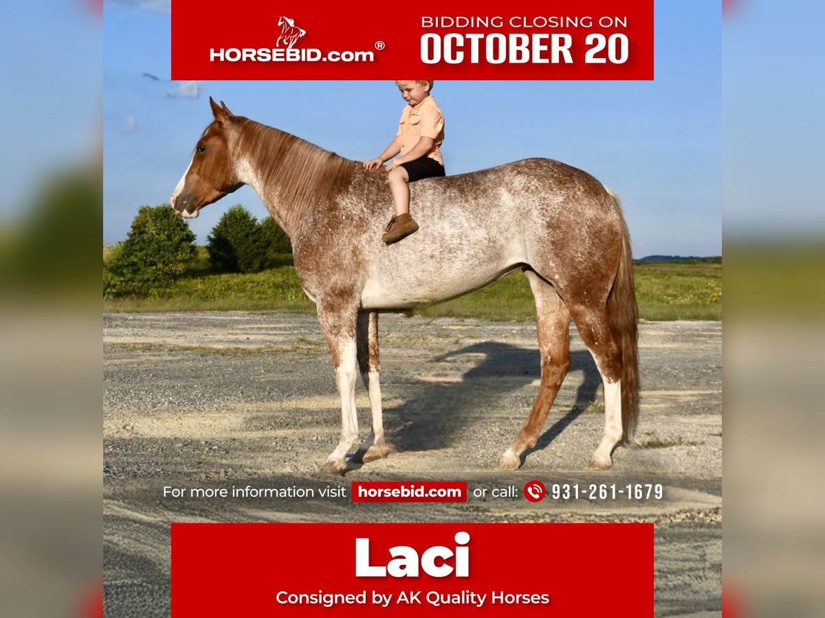 American Quarter Horse Mare 5 years 14,2 hh Roan-Red in Pikeville