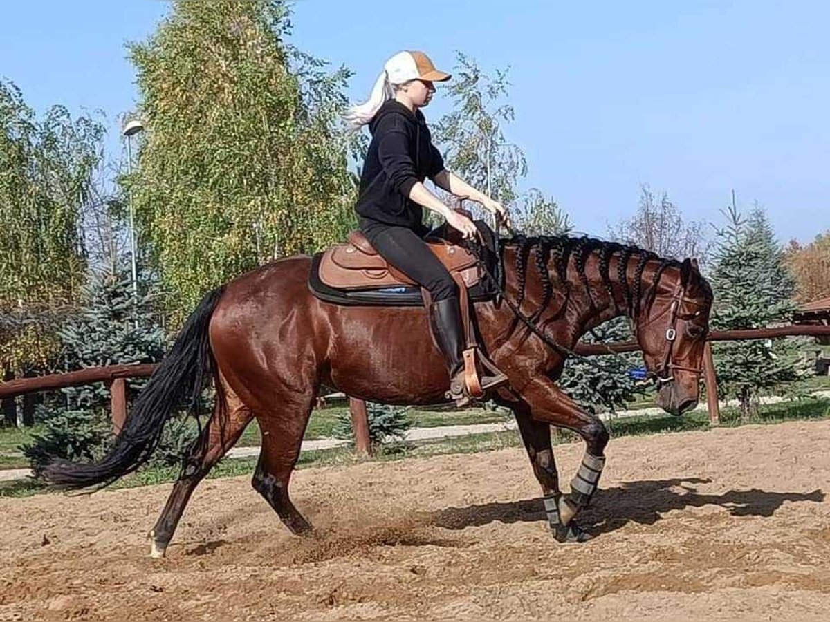 American Quarter Horse Mare 5 years 15,1 hh Brown in Marcelová