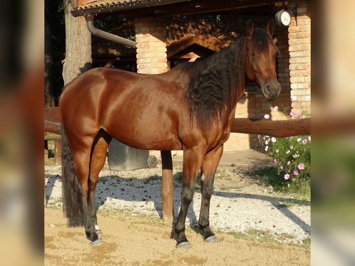 Beauty Horse Quarter Horse Mare