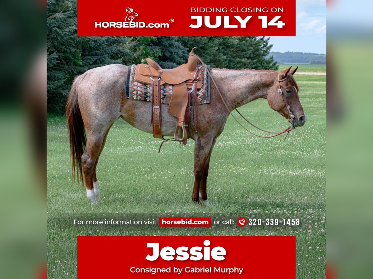 American Quarter Horse Mare 5 years 15 hh Roan-Red in Cannon Falls