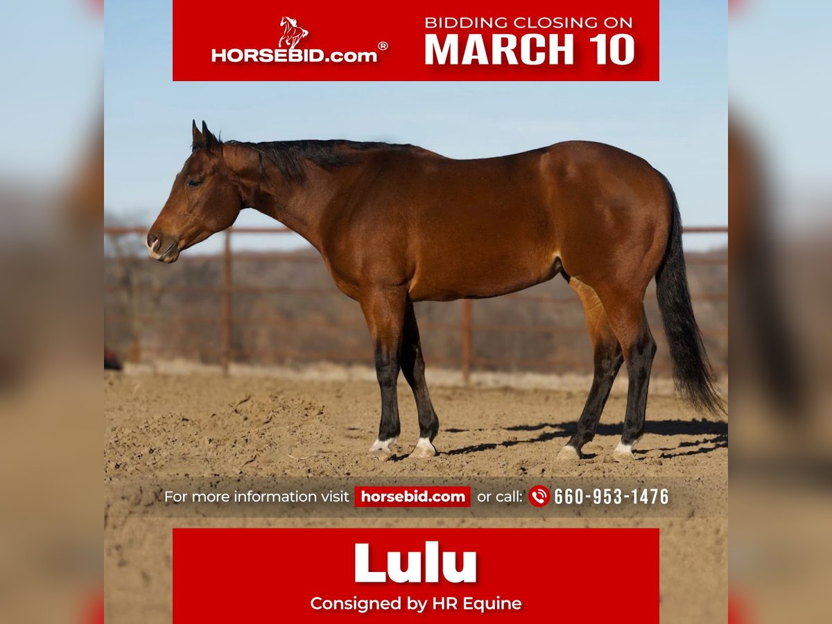 American Quarter Horse Mare 5 years 15,2 hh Bay in Princeton, MO