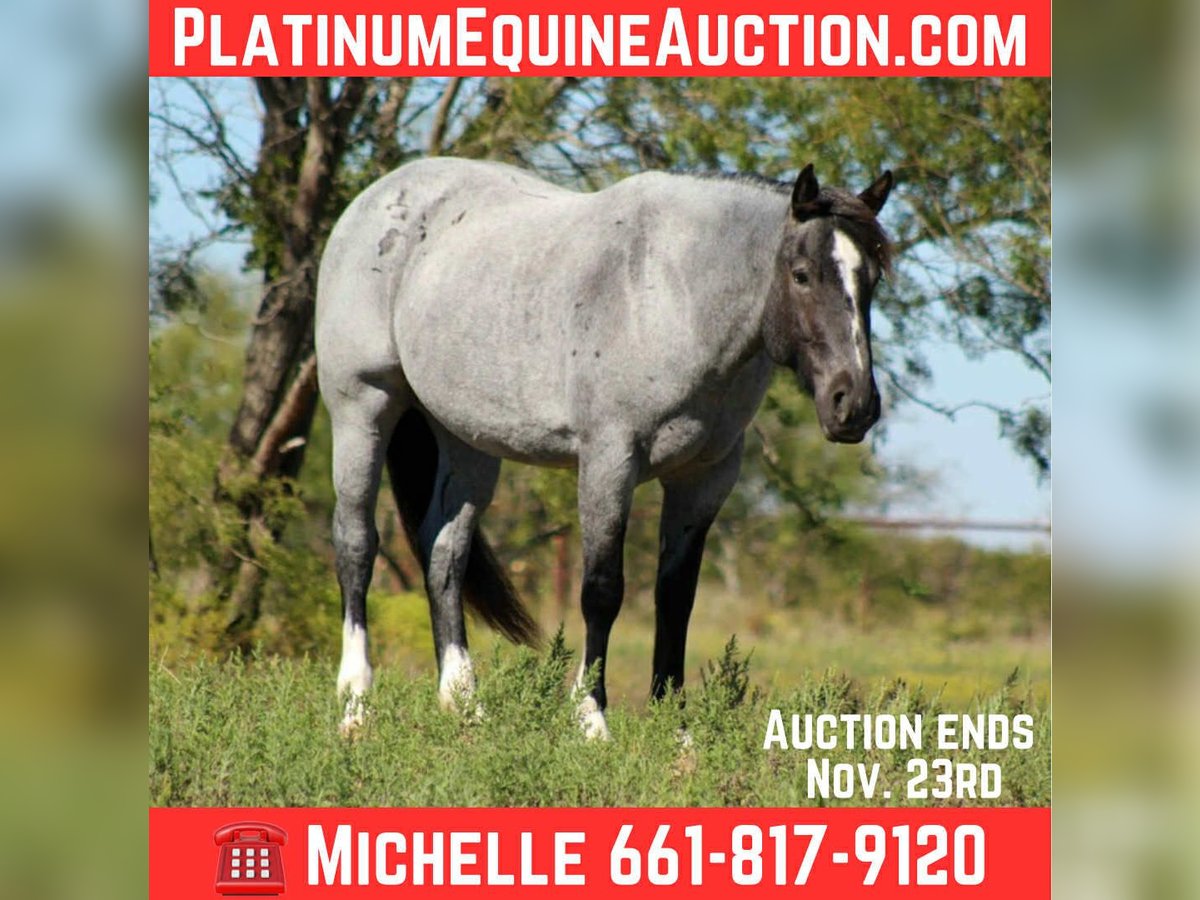 American Quarter Horse Mare 5 years 15,2 hh Roan-Blue in Stephenville TX